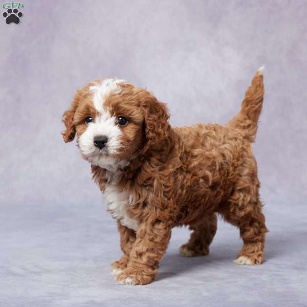 Hal, Cavapoo Puppy